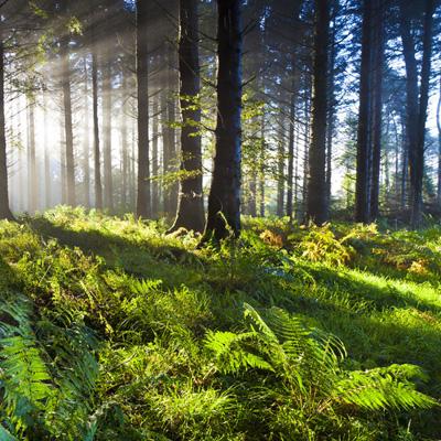 火狐电竞app下载